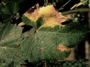 Sample diseased grape leaves