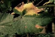 Diseased grape leaf