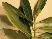Sample olive leaves
