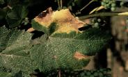 Disease on grape leaf