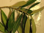 Olea leaves sample